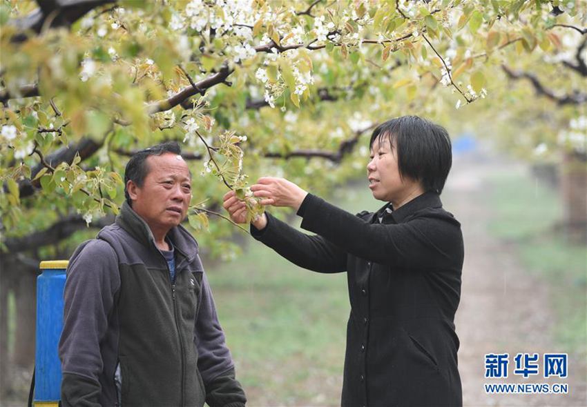 4月13日,河北省河间市林业局技术员周敏(右)在兴隆店村果园指导果农