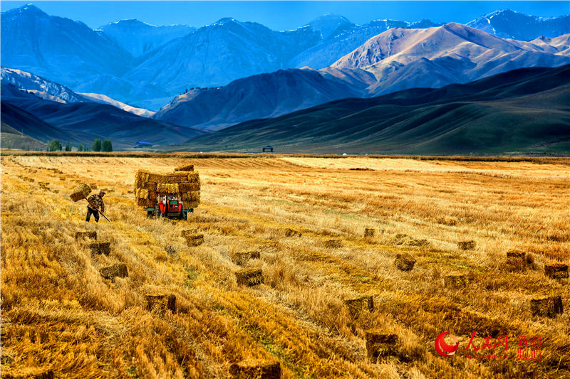 【高清】新疆:昭苏高原秋收忙