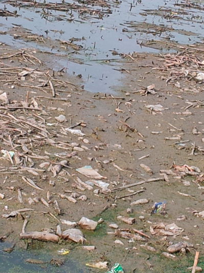 阜宁县水务局人为造成荷藕、鱼全部灭亡 - 江苏