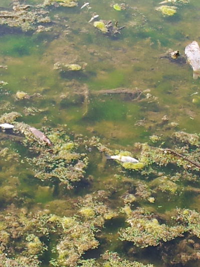 阜宁县水务局人为造成荷藕、鱼全部灭亡 - 江苏