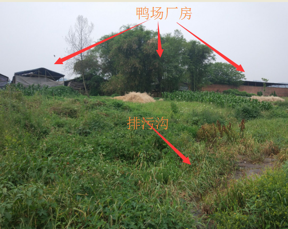 镇江村养鸭场排污处离水厂取水口不到500米