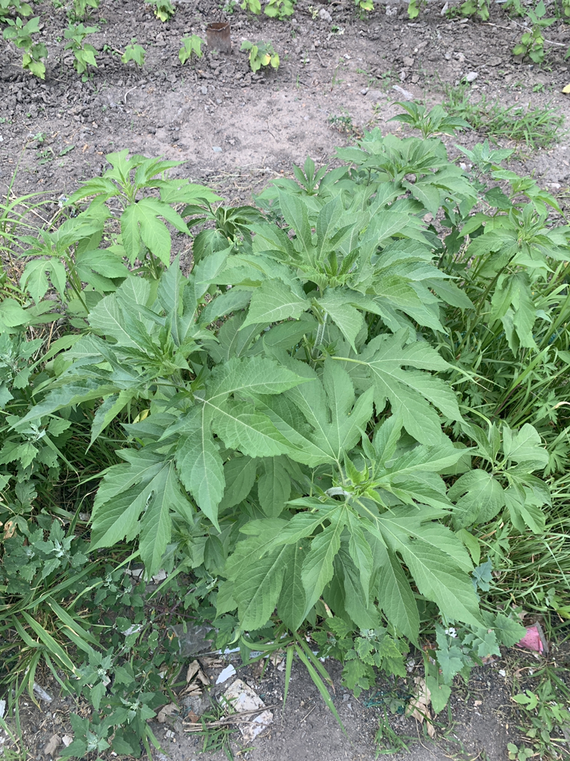 豚草进入开花季,数量和范围超出志愿者联盟能力