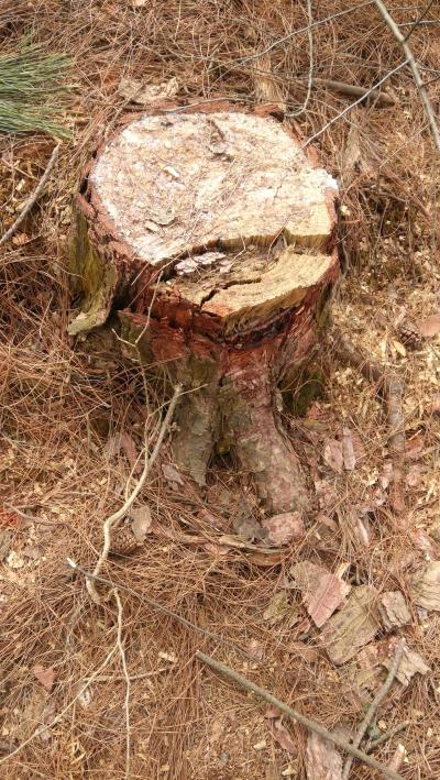公益林砍伐后的松树兜种值茯苓