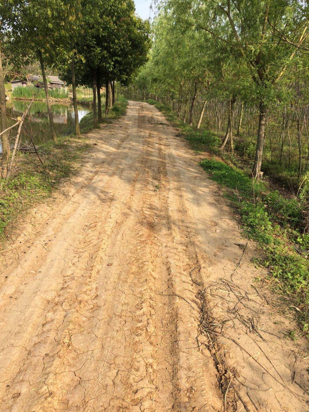 村村通户户通水泥路却只修了一条穿心路