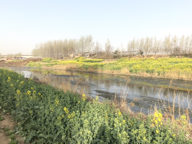 沿河绿化 - 卫辉市委书记 - 新乡市 - 河南省 - 领导