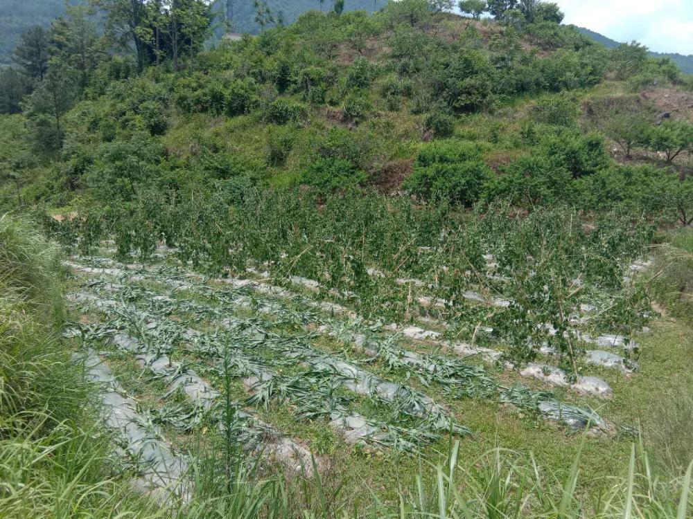 庄稼被人毁坏 - 平塘县委书记 - 黔南州 - 贵州省