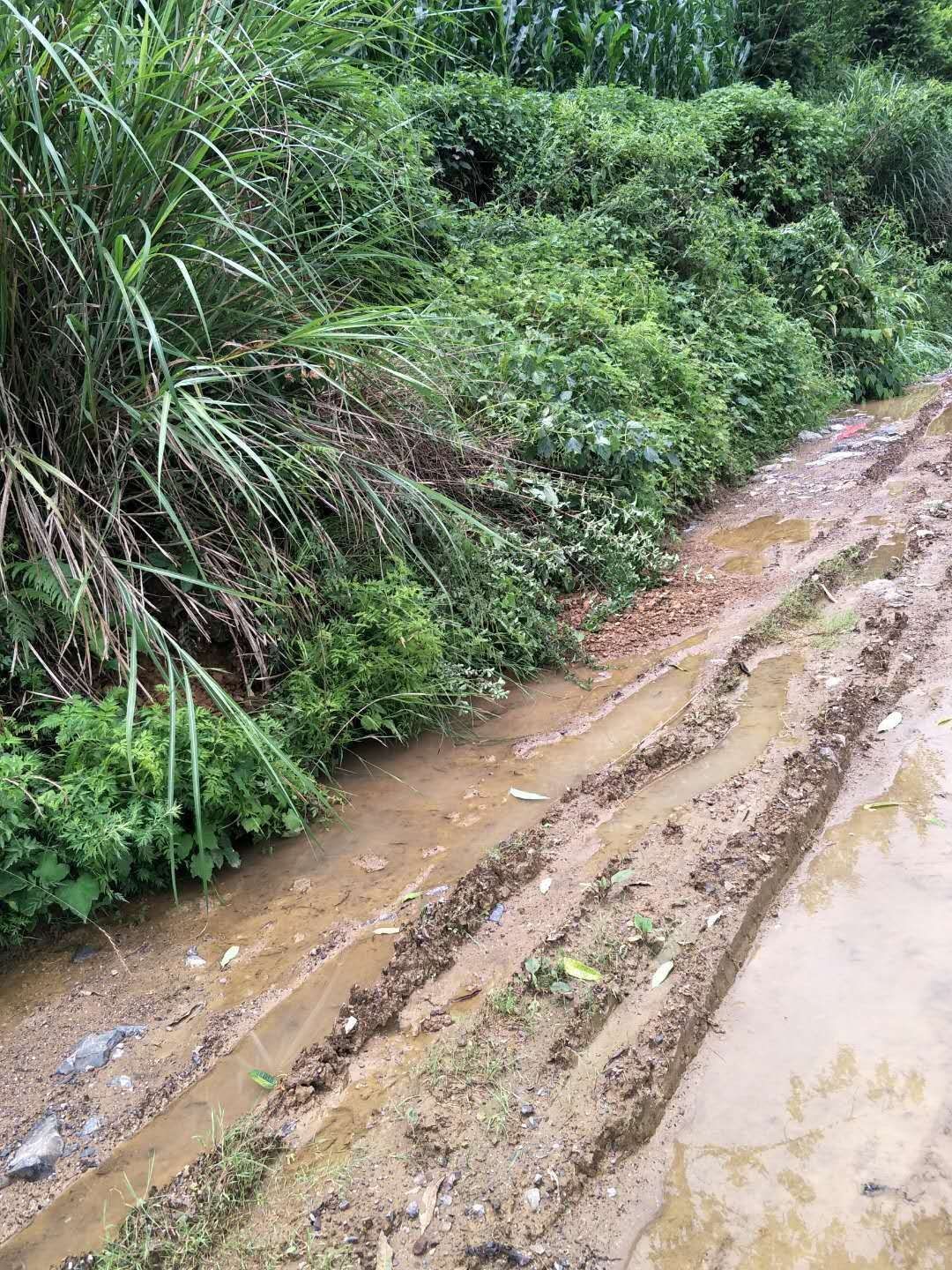 求助领导硬化本村土路 - 镇雄县委书记 - 昭通市 - 省