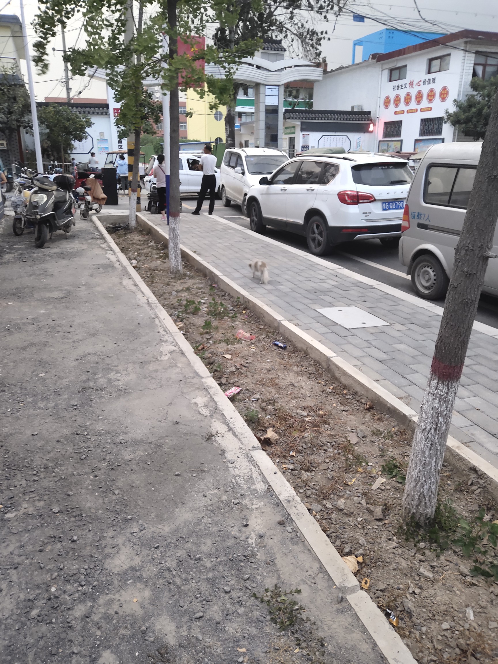 希望整治狗猫 - 凤泉区委书记 - 新乡市 - 河南省