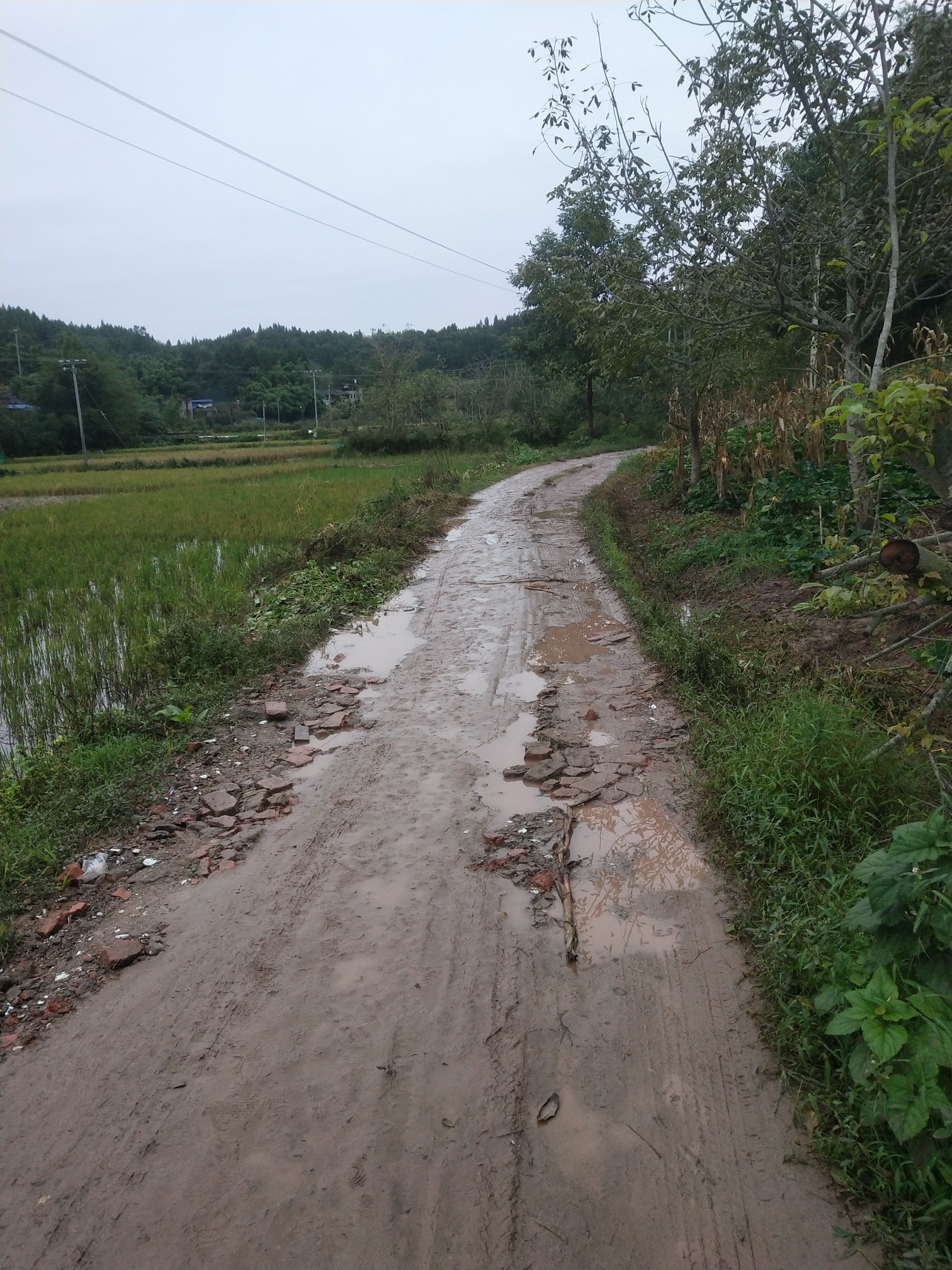 简阳市三合镇马骡村二组的路 - 简阳市委书记 - 成都