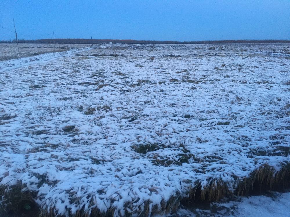 急急急,抚远县前哨农场水稻受到雪灾大面积倒伏