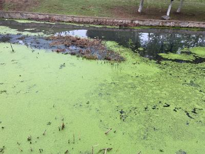 市政府后绿地里湖水污染严重