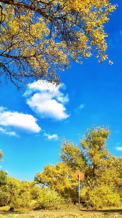 老龙河胡杨林景区