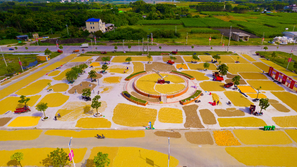 一方方金黄稻谷正晾晒在北海市合浦县沙岗镇政府广场上。石豪摄