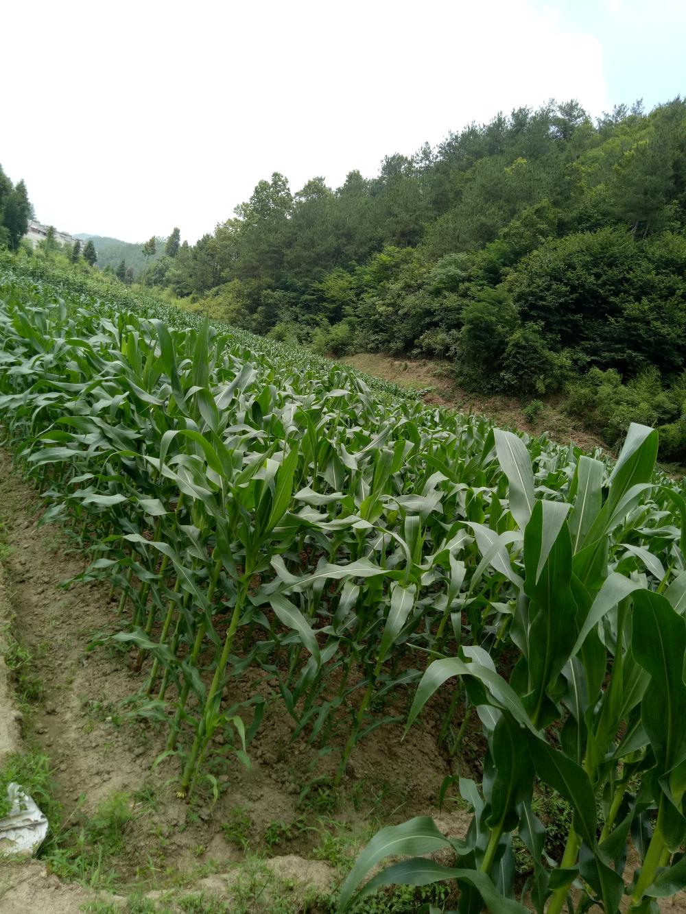 城固县,五堵镇,二里山村一队