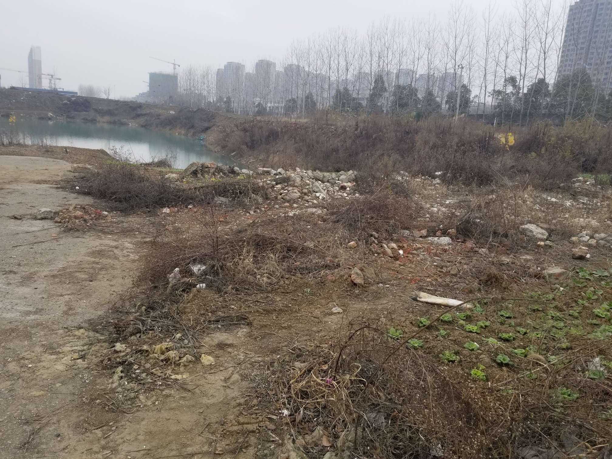 关于陶冲湖东北角一荒地咨询