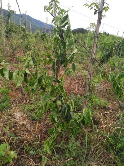 一夜之间被砍光 - 灵川县委书记 - 桂林市 - 广西壮族自治区 - 领导