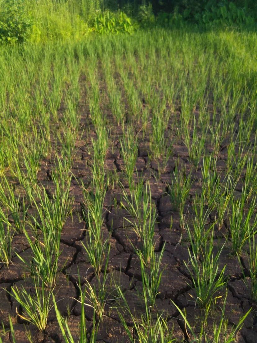 四川省自贡市沿滩区芭茅村二组严重干旱