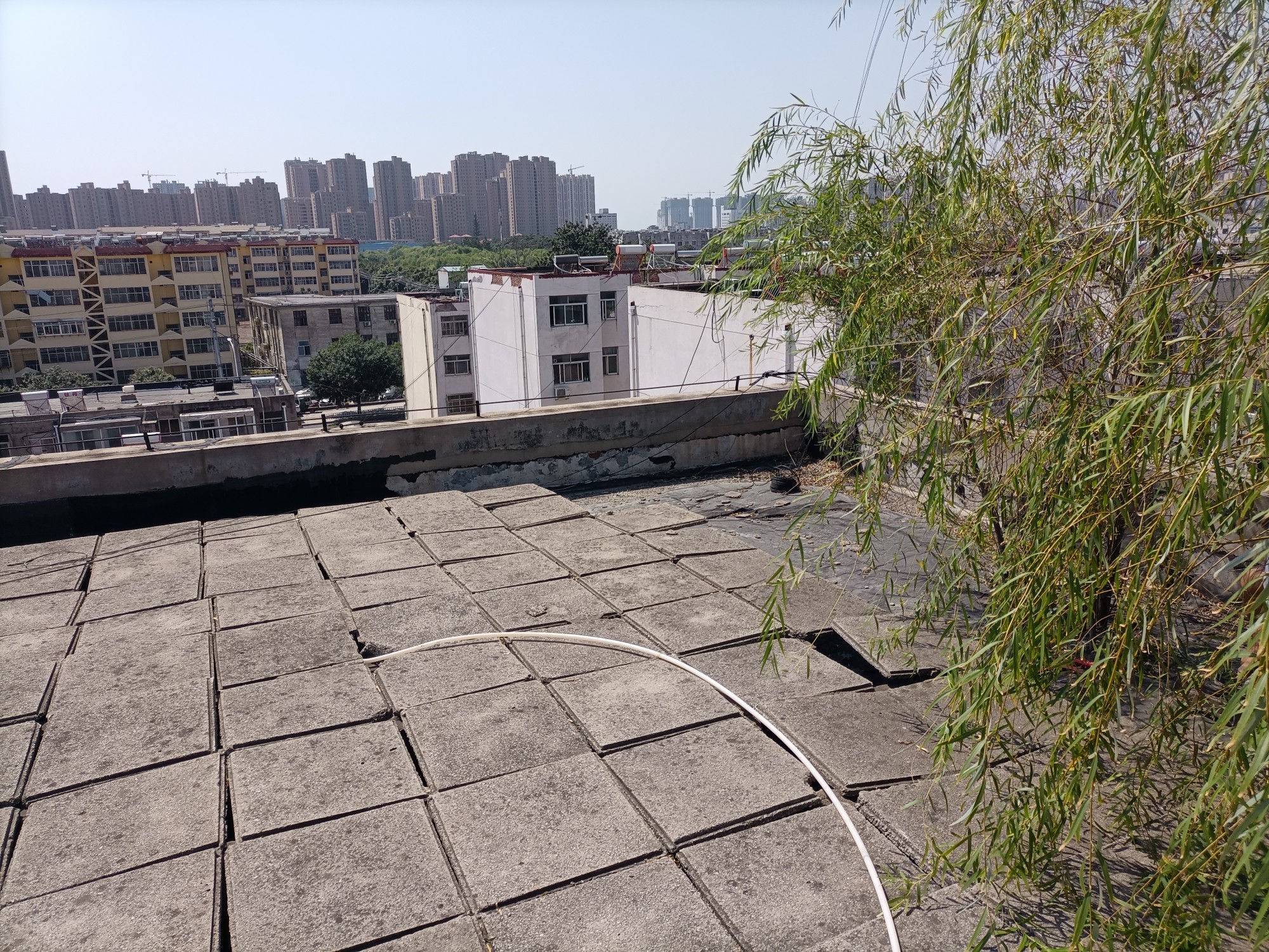 老小区楼顶树长很粗,能否建立修缮基金.