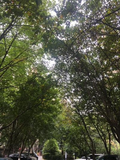 华阳蓝岸丽7栋1单元2单元到厕所树枝茂盛, - 天府新区党工委书记