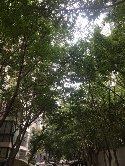 华阳蓝岸丽7栋1单元2单元到厕所树枝茂盛, - 天府新区党工委书记