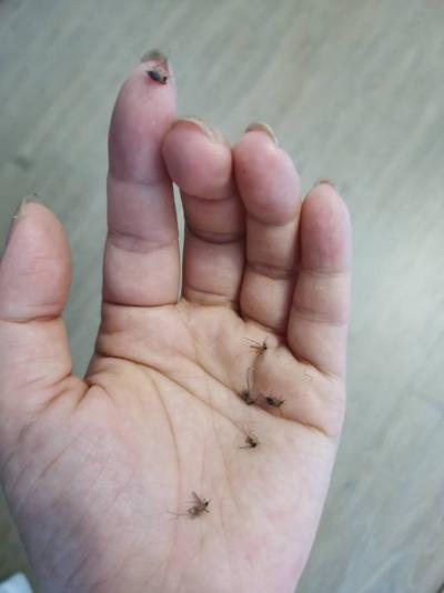 天澜湾业主天天跟臭水蚊子生活 - 美兰区委书记 - 海口市 - 海南省