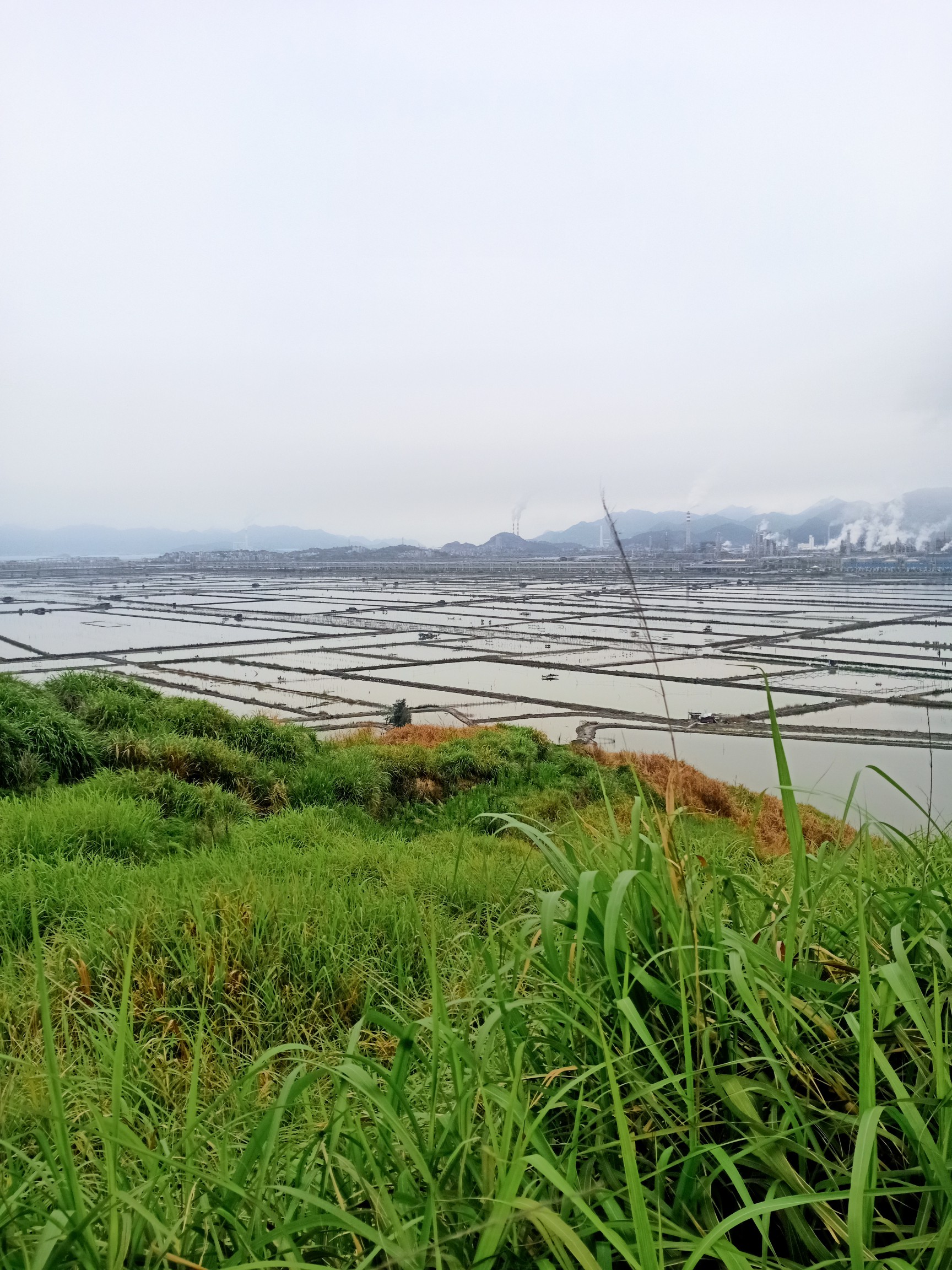 恳求解决大官坂垦区西区赖占围养池