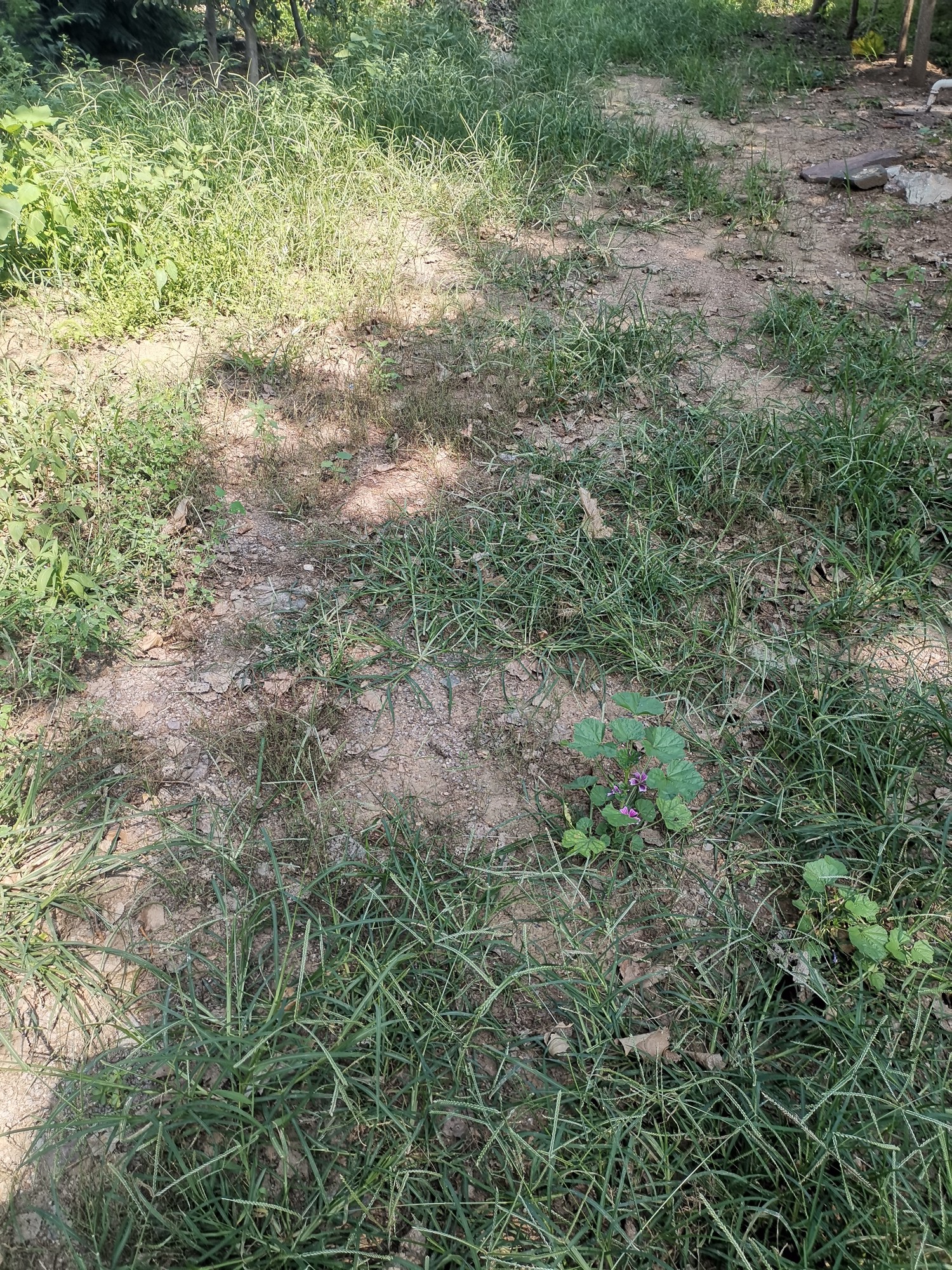 村里道路房前屋后杂草丛生