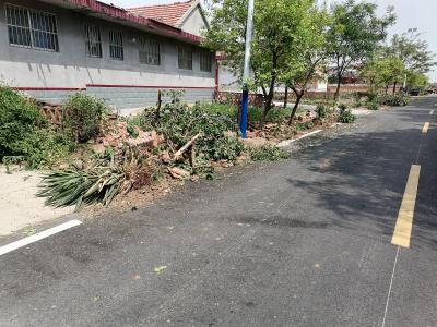 萊西市韶存莊鎮劉家村強毀菜園種樹 - 山東省委書記李幹傑 - 山東省